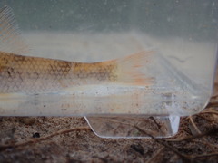 Moxostoma lachneri