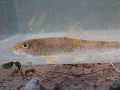 Moxostoma lachneri