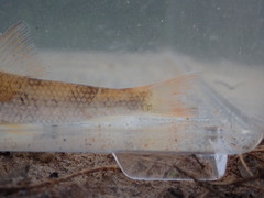 Moxostoma lachneri