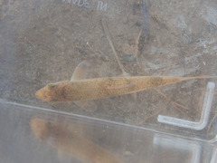 Moxostoma lachneri