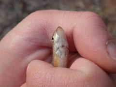 Moxostoma lachneri