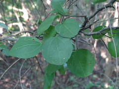 Sarcomphalus amole