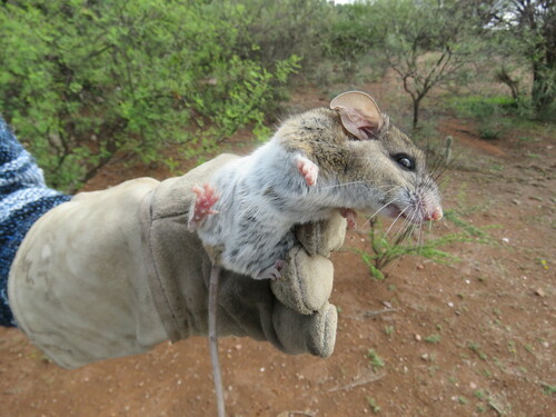 Zamora Deermouse (Peromyscus zamorae)