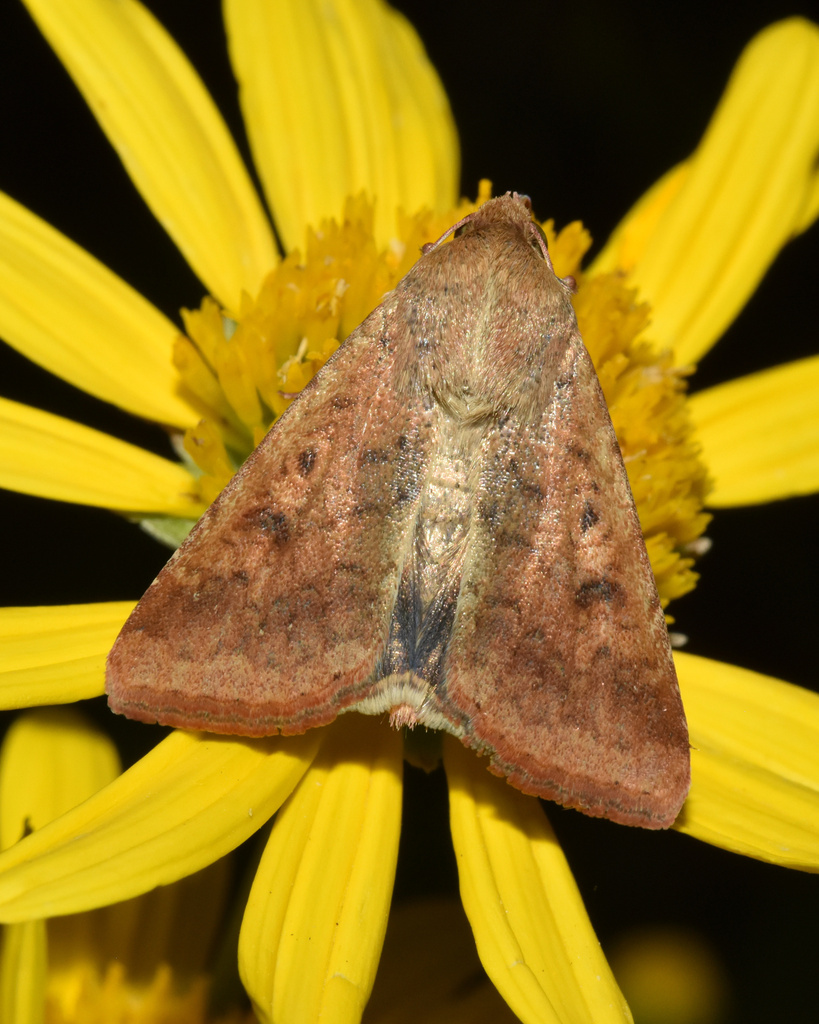 Scarce Bordered Straw