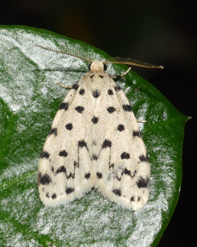 Siccia caffra Walker, 1854