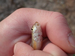 Moxostoma lachneri