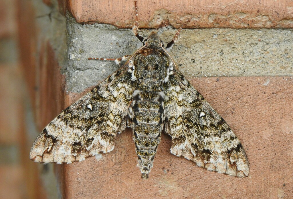 Manduca lichenea