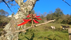 Erythrina americana