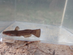 Noturus funebris