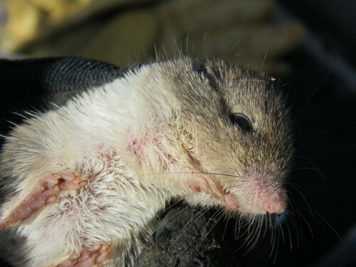 Nelson's Coarse-haired Pocket Mouse (Chaetodipus nelsoni)