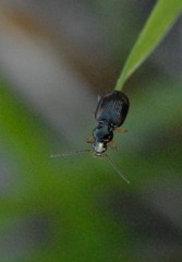 Peryphus