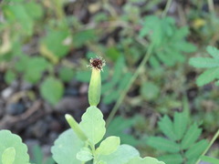 Porophyllum ruderale macrocephalum