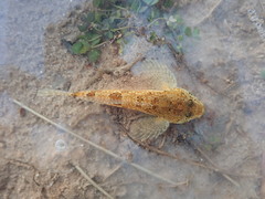 Cottus chattahoochee