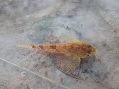 Cottus chattahoochee