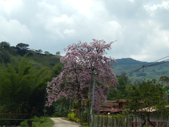 Tabebuia rosea