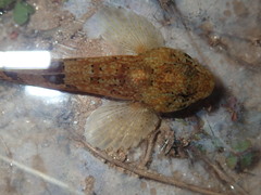 Cottus chattahoochee