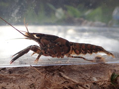 Procambarus spiculifer