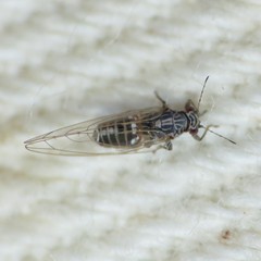 Bactericera cockerelli