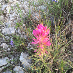 Castilleja purpurea