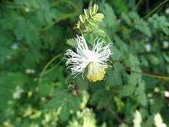 Desmanthus covillei