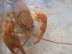 Cambarus howardi