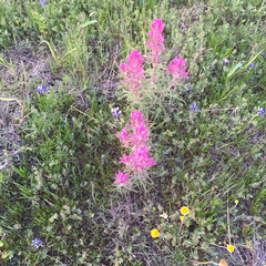Castilleja purpurea