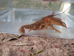 Cambarus howardi