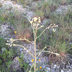 Hymenopappus