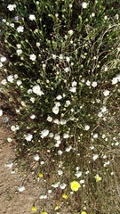 Chaenactis fremontii