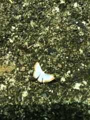 Leuciris