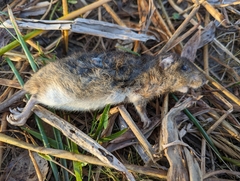Amazonian Marsh Rat photo 5