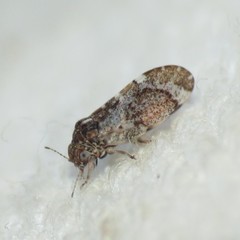 Pachypsylla celtidisvesicula