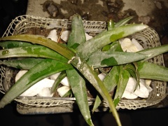 Aloe