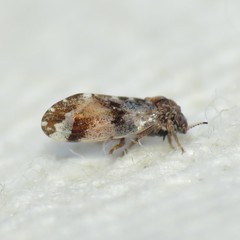 Pachypsylla celtidisvesicula