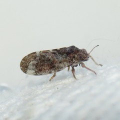 Pachypsylla celtidisvesicula