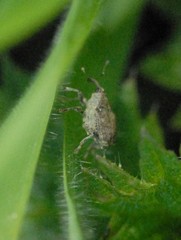 Parethelcus pollinarius
