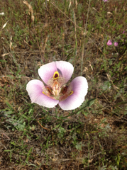 Calochortus superbus