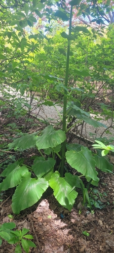 Image of Cardiocrinum giganteum by (c) Julia Palmer, some rights reserved (CC BY-SA)