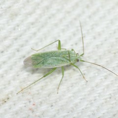Orthotylus albocostatus