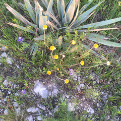 Yucca pallida