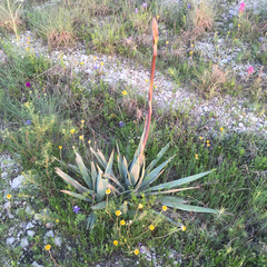 Yucca pallida