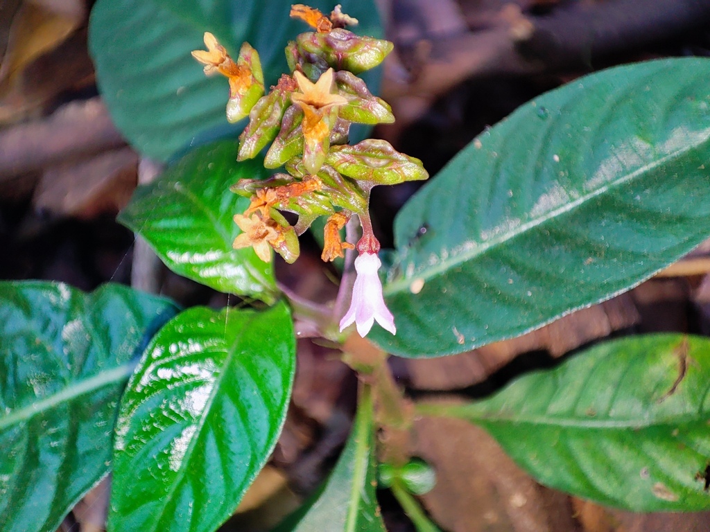 Ophiorrhiza rugosa