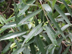 Thouinidium decandrum