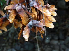 Thouinidium decandrum