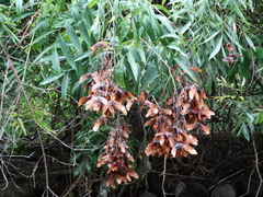 Thouinidium decandrum