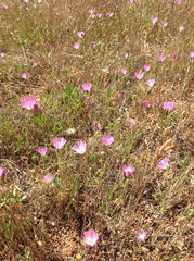 Sidalcea hartwegii