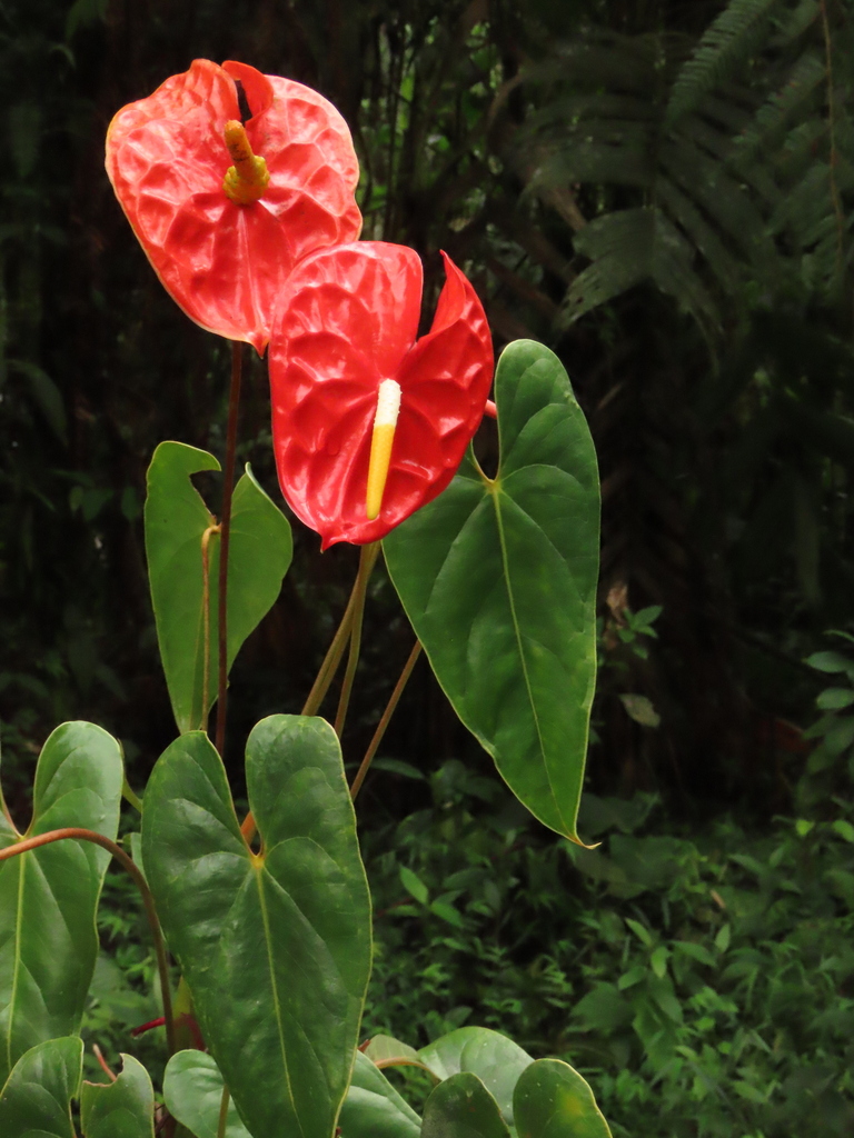Anthurium andraeanum