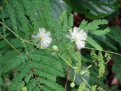 Lysiloma divaricatum