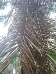 Arecaceae