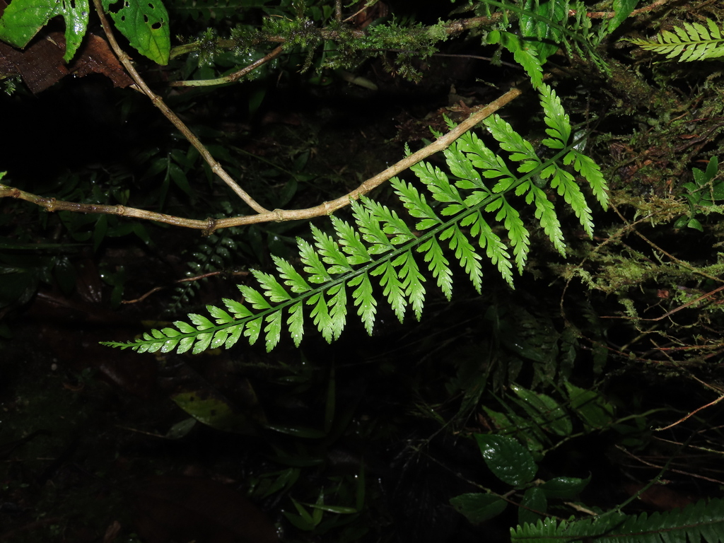 Asplenium cuspidatum
